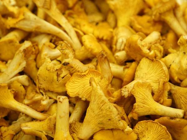 Fresh chanterelle mushrooms: How can you prepare and cook them without making them soggy?