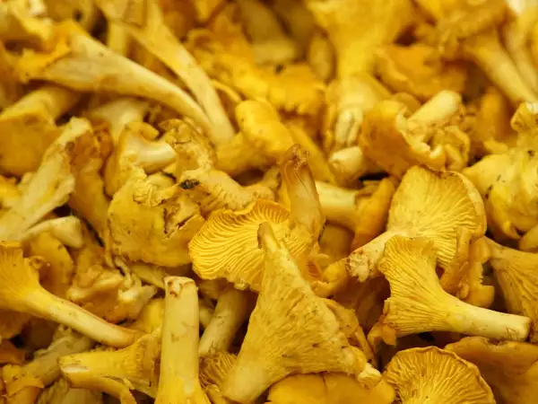 Fresh chanterelle mushrooms: How can you prepare and cook them without making them soggy?