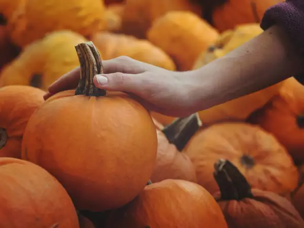 Choosing a pumpkin can be tricky: 7 quick tips to tell if it’s a good one before you buy