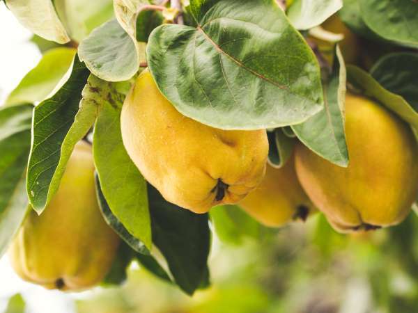 Why does peeling a quince feel so difficult? Here's the trick that makes all the difference