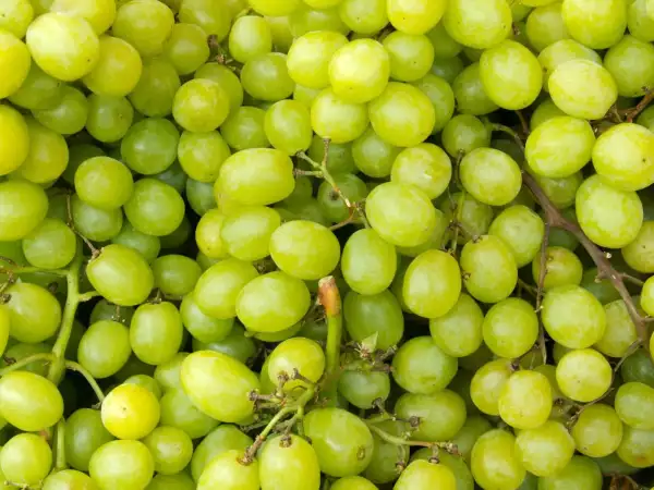 Grapes go soft after a few days: these 4 tips really make a difference in how long they last...