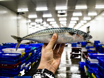 How to know if a fish is fresh? 5 keys to never make a mistake