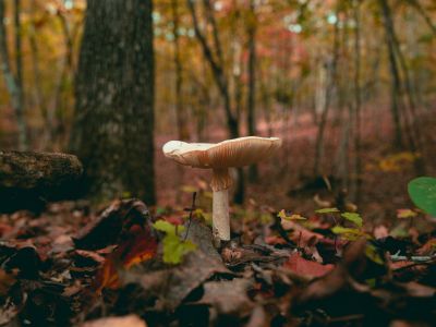 Mushroom picking: 10 tips for a successful harvest