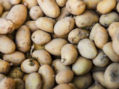 Sprouted potatoes: is it dangerous to eat them?