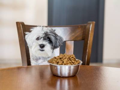 5 signs that show your dog may have a food allergy. Watch out!