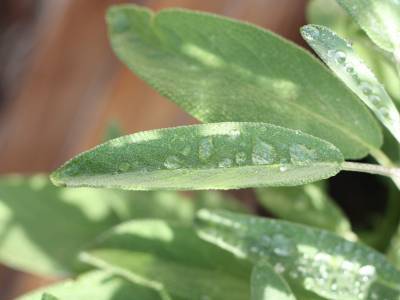 5 benefits of sage!