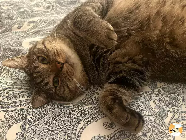 These 6 human foods won’t hurt your cat and some may even boost their digestion and mood