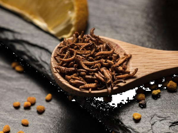 Insects on the menu soon? The European Union paves the way for a new way of eating!