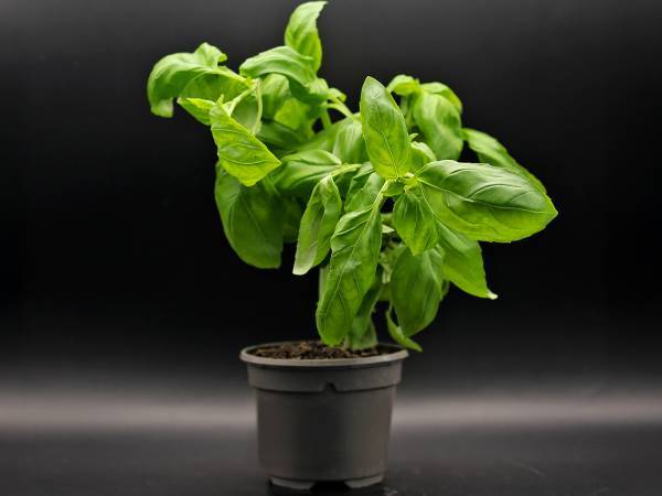 Free basil all year round? Our tips to never buy it again!