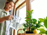 Articles: How to plant and care for a lemon tree at home (even in an apartment!)