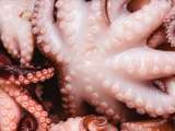 Do you know why you put a cork in the pot when cooking octopus?