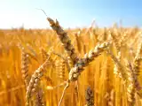 Articles: Going gluten-free: what's really going on in your body?