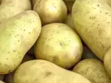 Articles: Green on your potatoes? It’s more than just color and you might be serving a toxic meal without knowing