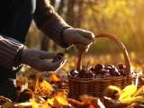 Articles: Chestnut picking gone wrong? Here’s how to avoid the classic mistakes and actually enjoy the day