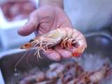 Articles: Signs that help you recognize a fresh shrimp when you go to buy it