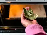 Articles: The bay leaf, the forgotten trick to keep an oven spotless without effort