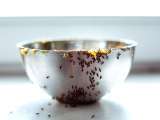 Articles: How Grandma gets rid of ants in the kitchen: simple, practical tips you can try at home today