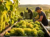 Articles: Why champagne growers are harvesting grapes early and what it means for the wine in your glass