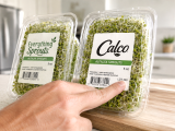Articles: Have alfalfa sprouts at home? Check Everything Sprouts and Calco after 55-case outbreak
