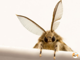 Articles: How to get rid of a moth infestation in your kitchen: Tips that really work