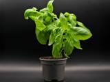 Free basil all year round? Our tips to never buy it again!