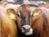 Recipe A Few Things You Might Not Know about Milk