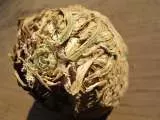 Recipe Celery Root: the vegetable that looks like a brain.
