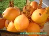 Recipe King Coconut (Thambili)