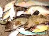 Recipe Mixed Bag of Fish Caught Shore Fishing in Sri Lanka