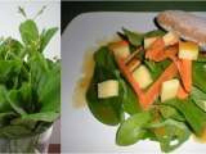 Talinum salad