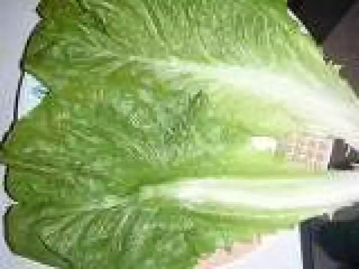 Lettuce Wraps for Lunch