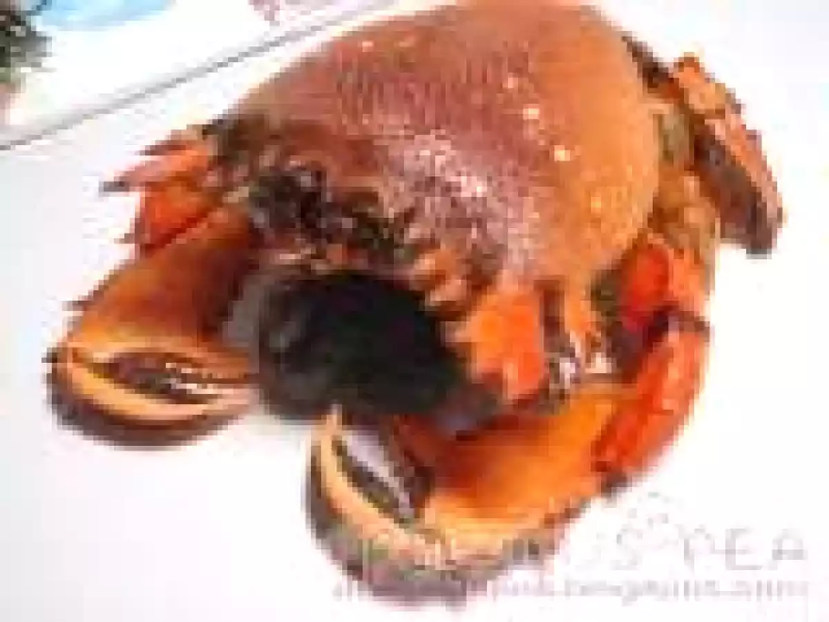MY 1st SPANNER CRAB