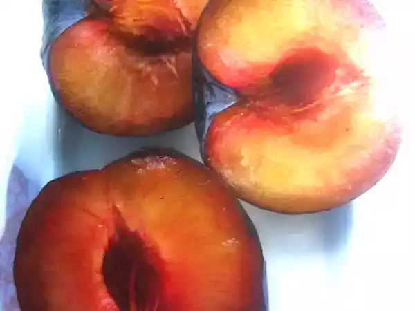 Recipe Plum and greek yogurt muffins