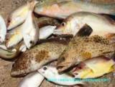 Mixed Bag of Fish Caught Shore Fishing in Sri Lanka