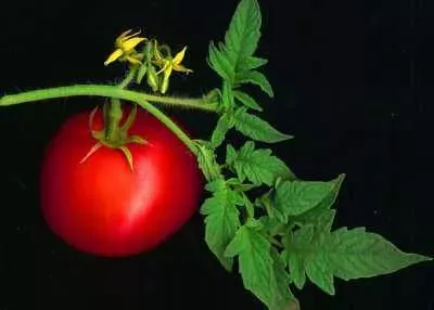 Tomato Snob