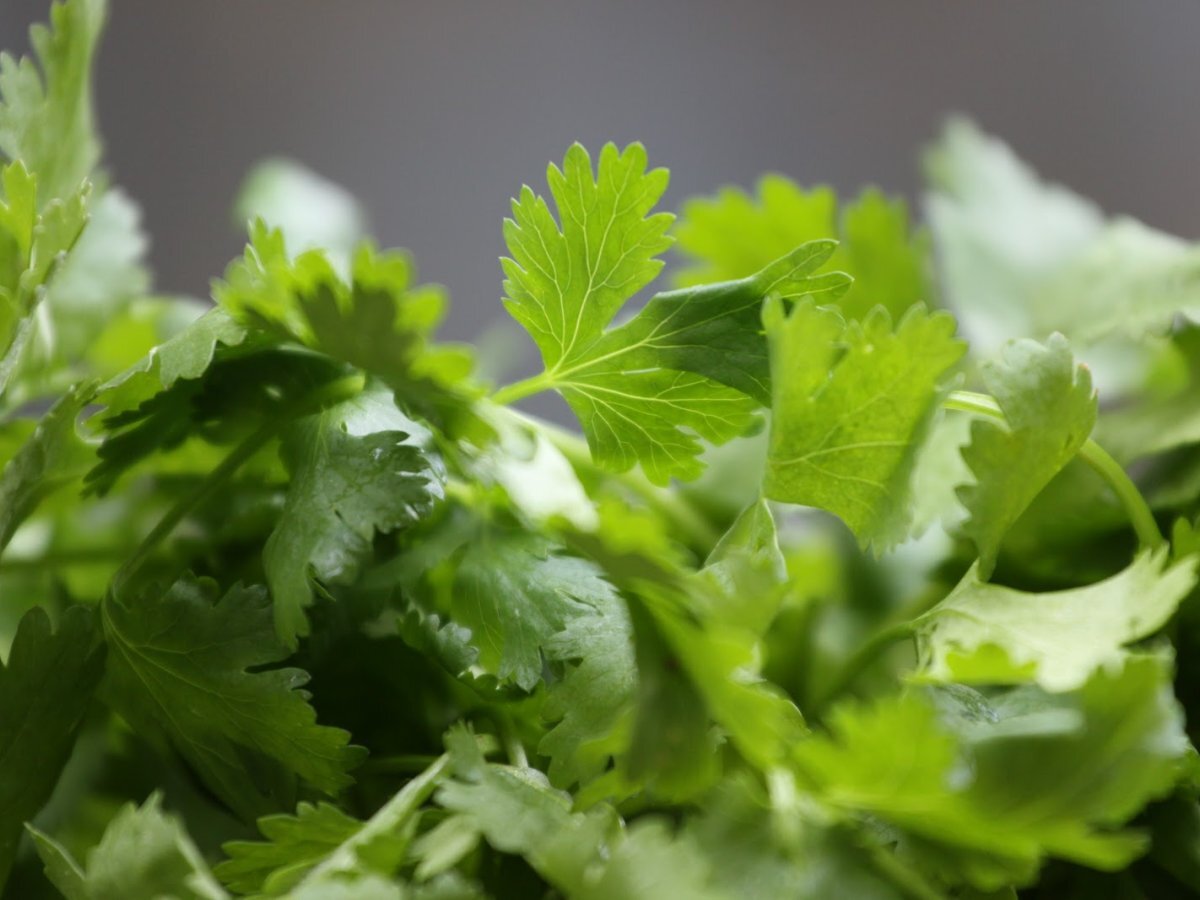 Afghan Spinach with Coriander--or the Other Way Around - photo 2