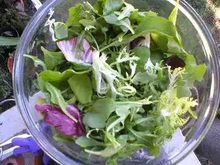 Arugula salad recipe