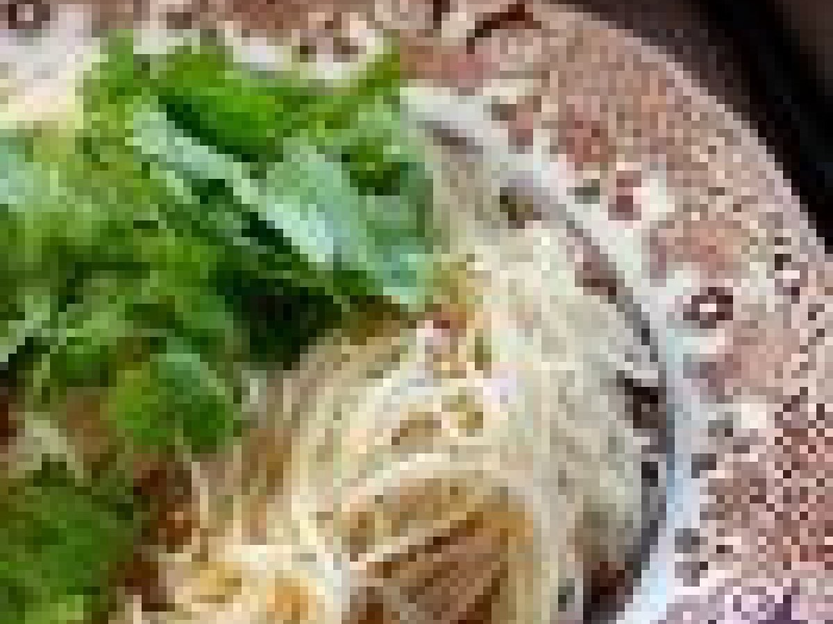 Sesame Oil Mee Sua - photo 3